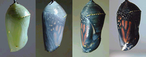 Chrysalis Kit, Butterfly Kit, Butterfly hatching kit, release a butterfly, butterfly release, butterfly, butterflies