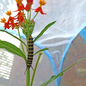 Caterpillar kit refill – 6 caterpillars and plants