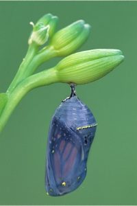 This image has an empty alt attribute; its file name is Monarch-naked-pupa-200x300.jpg