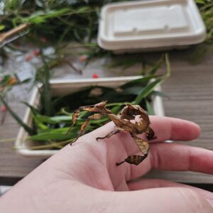 A spiny leaf insect is sitting on a hand