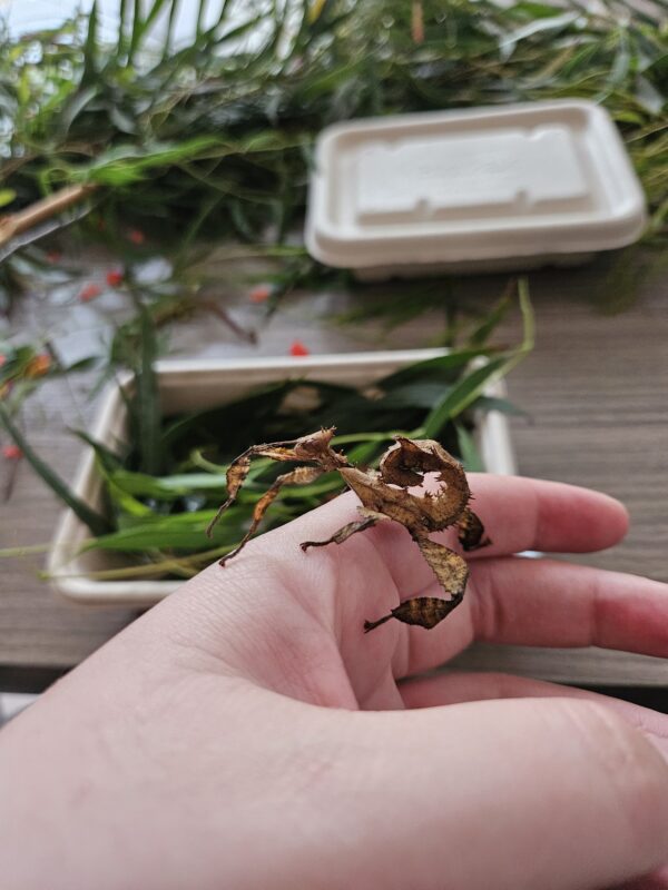 A spiny leaf insect is sitting on a hand