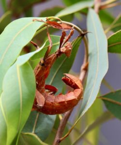 Spiny Leaf Insect adult female
