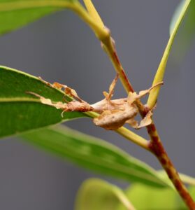 Spiny Leaf Insect juvenile top view