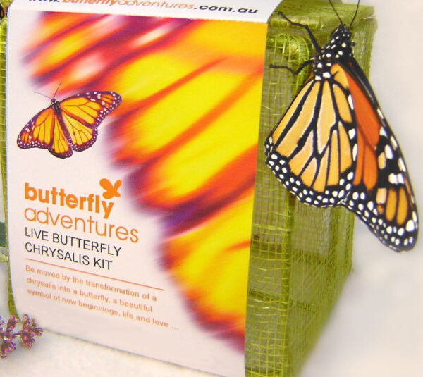 Butterfly Chrysalis kit