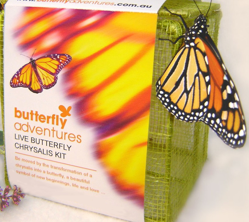 Chrysalis Kit - Butterfly Adventures